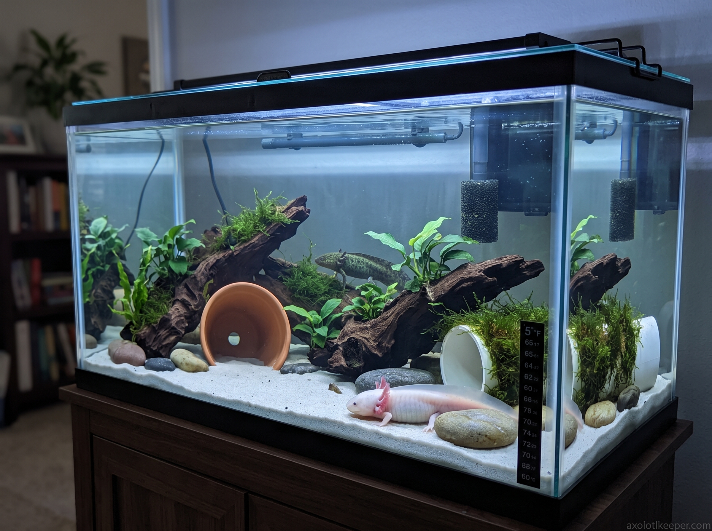 40 Gallon Axolotl Tank