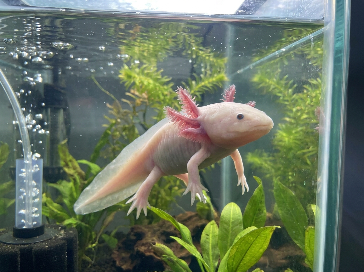 Axolotl Floating Axolotl Floating