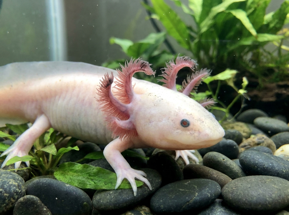 Axolotl Gills Curling