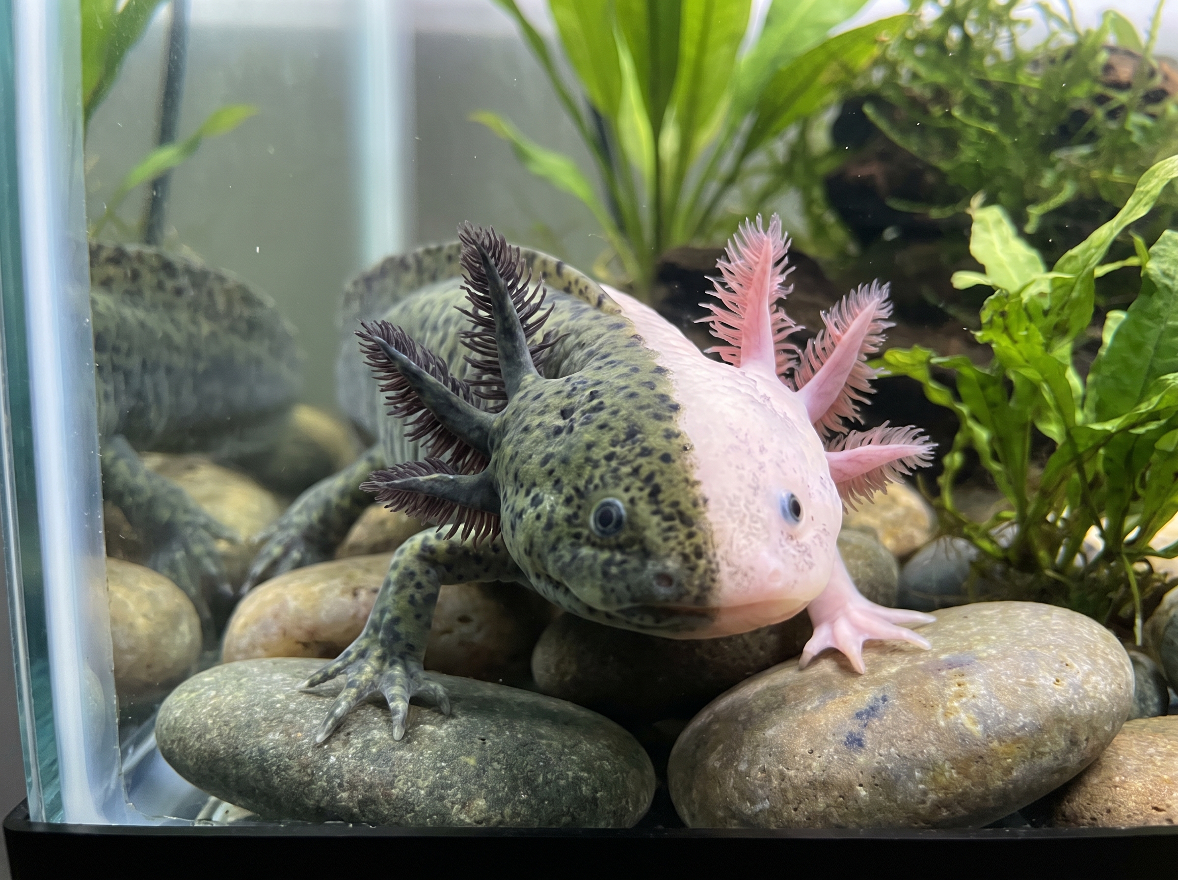 Chimera Axolotl