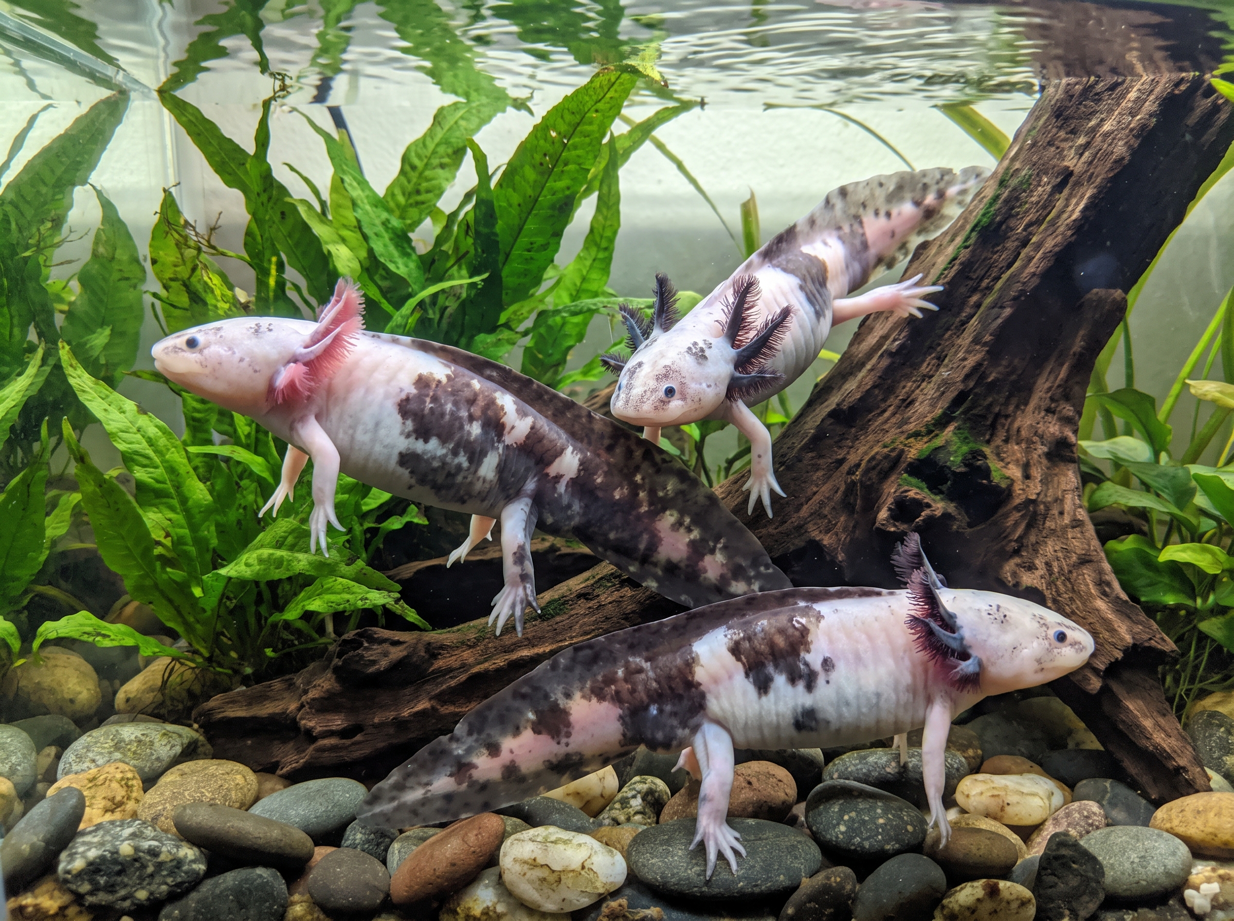 Piebald Axolotls