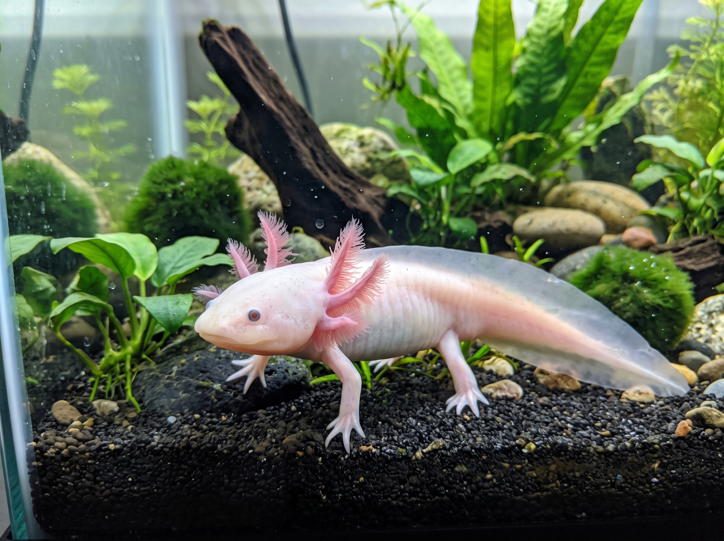 White Albino Axolotl