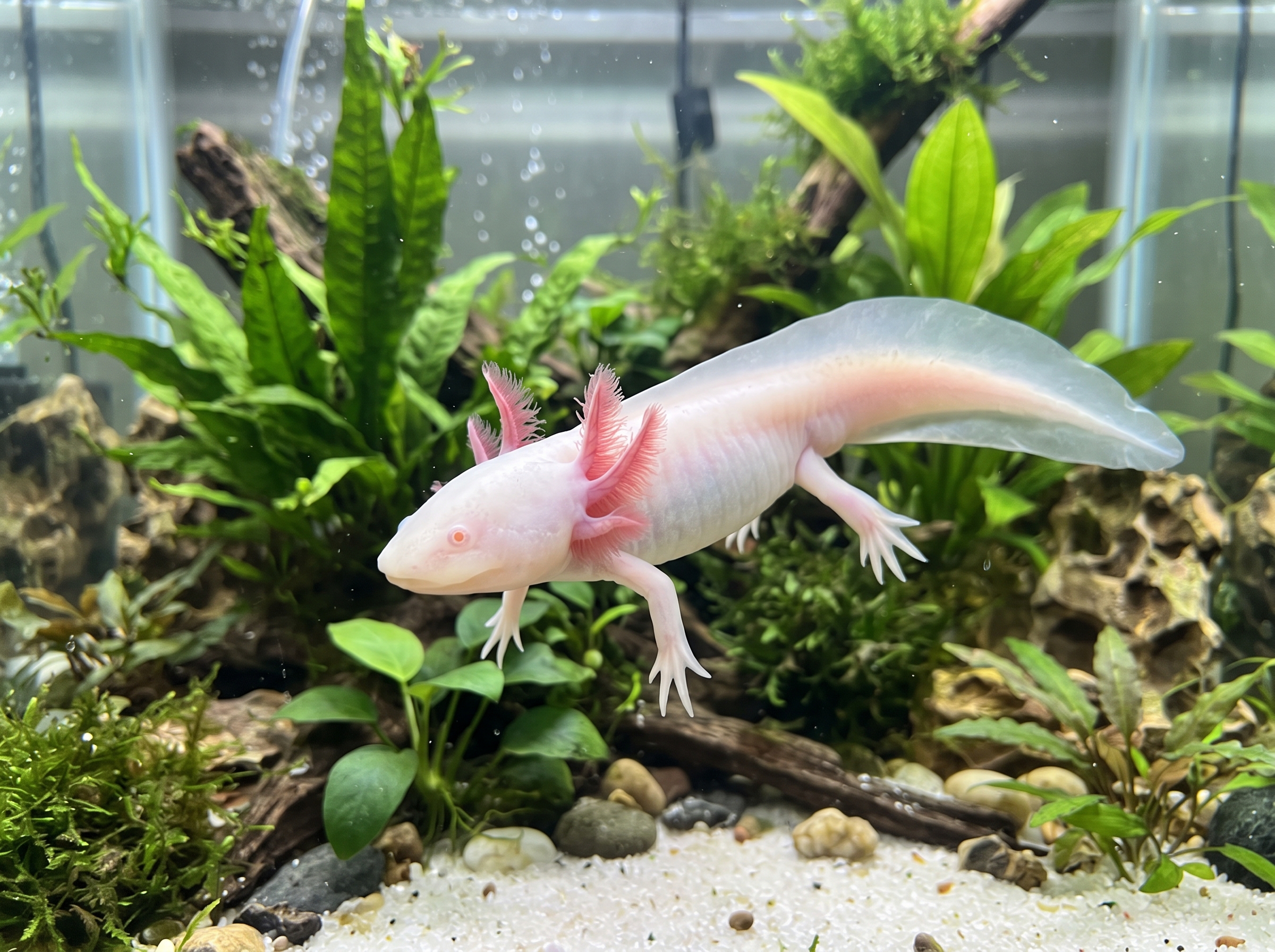 White Albino Axolotl