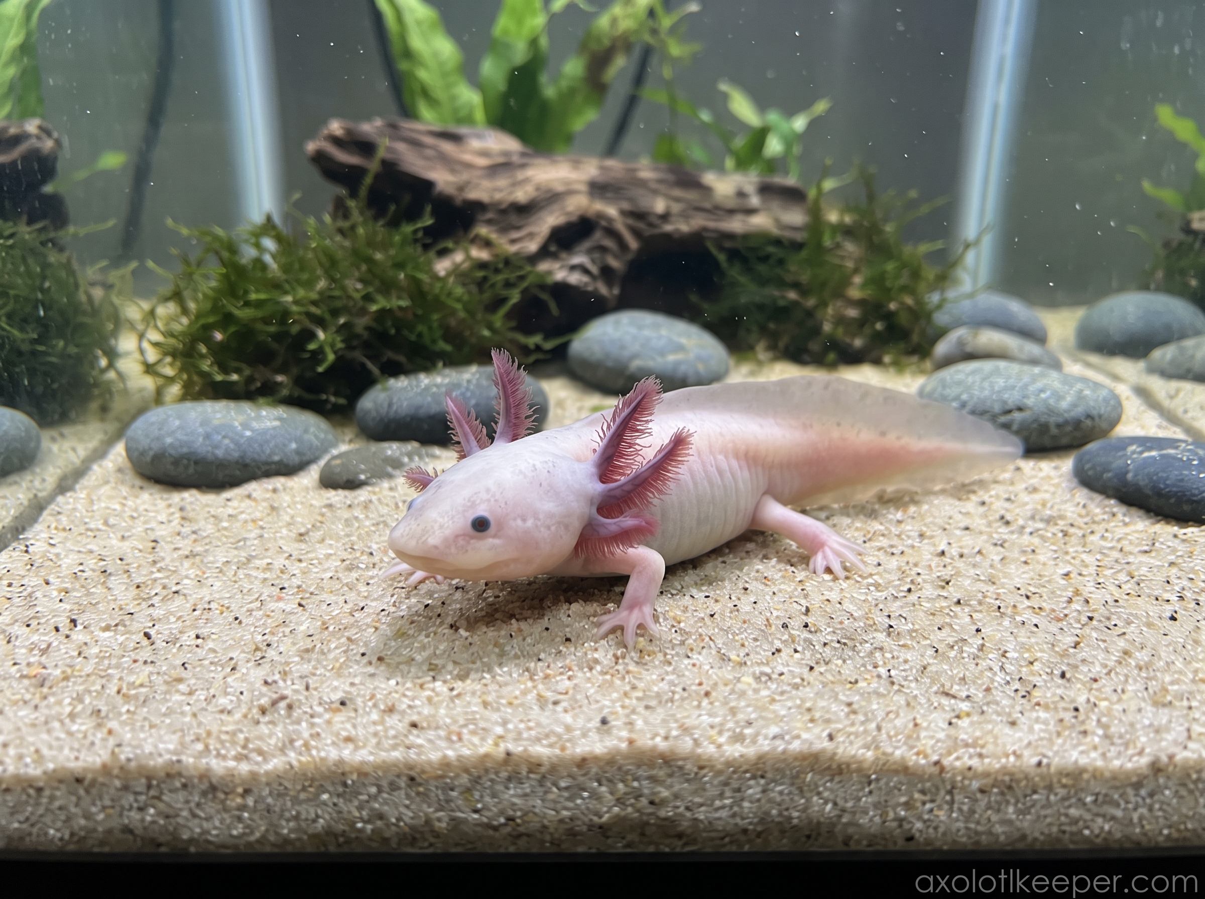 axolotl sand substrate