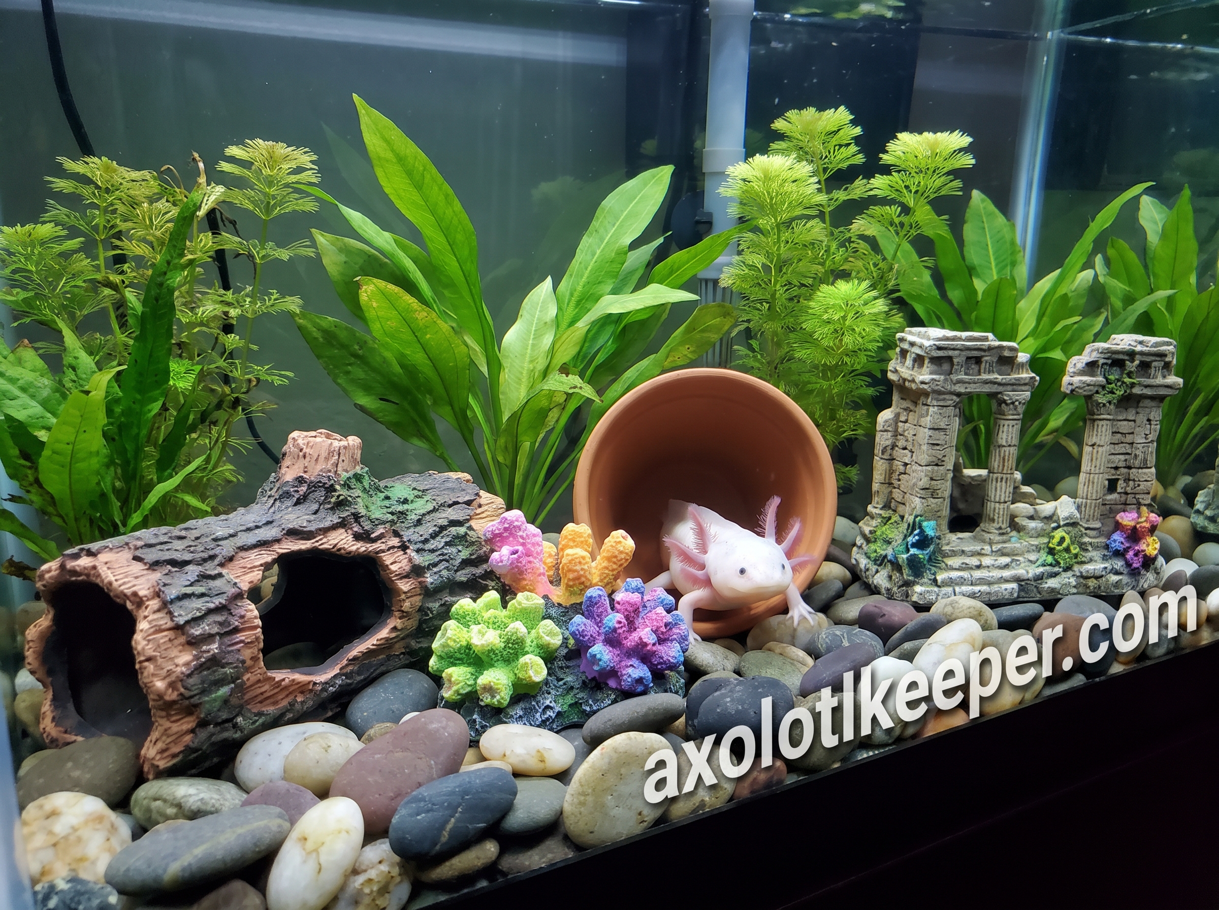 axolotl tank decorations