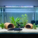 The Ultimate Guide to the Best Tank for Your Axolotl: Create the Perfect Habitat!