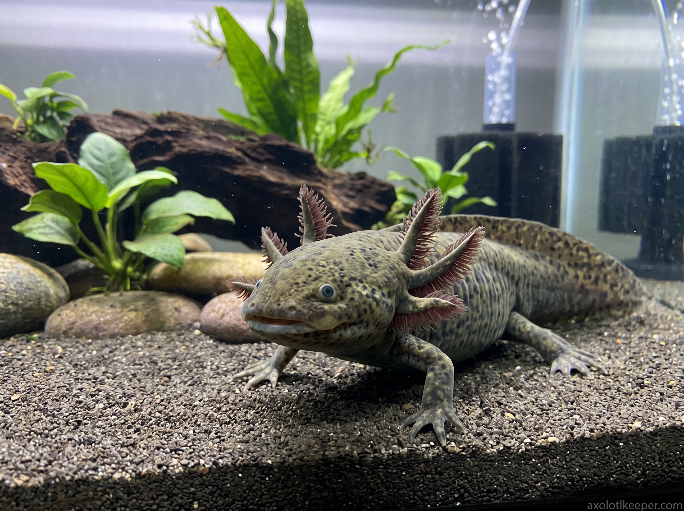 cheapest axolotl morph