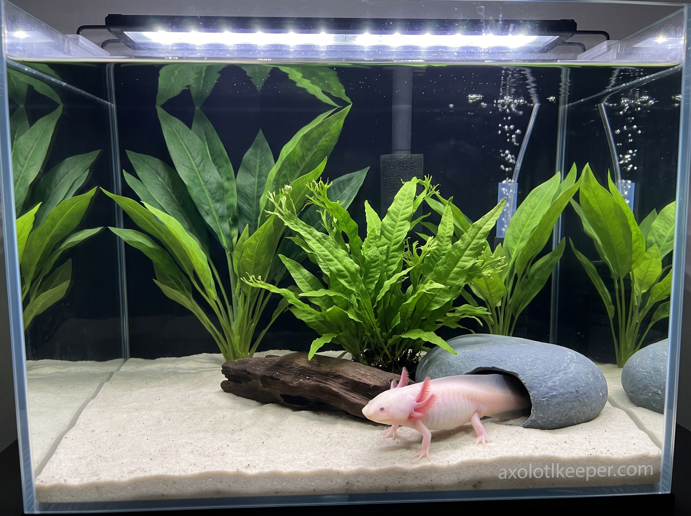 fake plants for axolotl tank