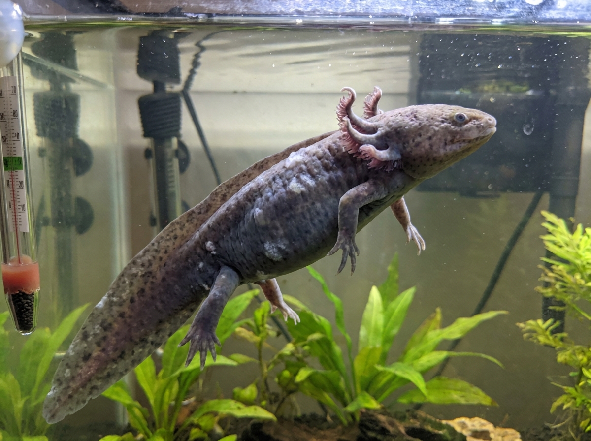 signs of a sick axolotl