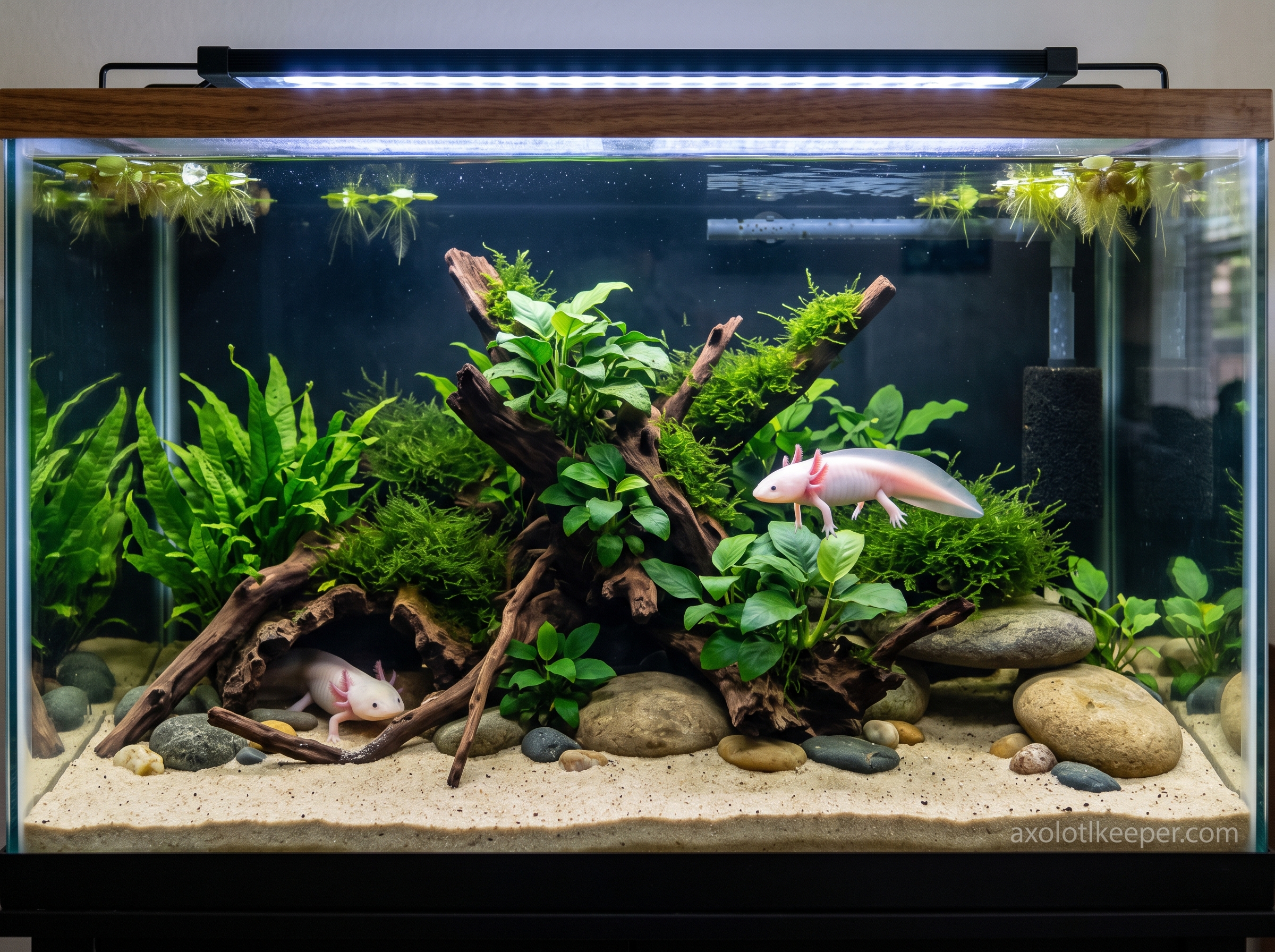 axolotl aquascape ideas