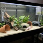 Unlock the Secrets to a Thriving Axolotl Breeding Tank Setup
