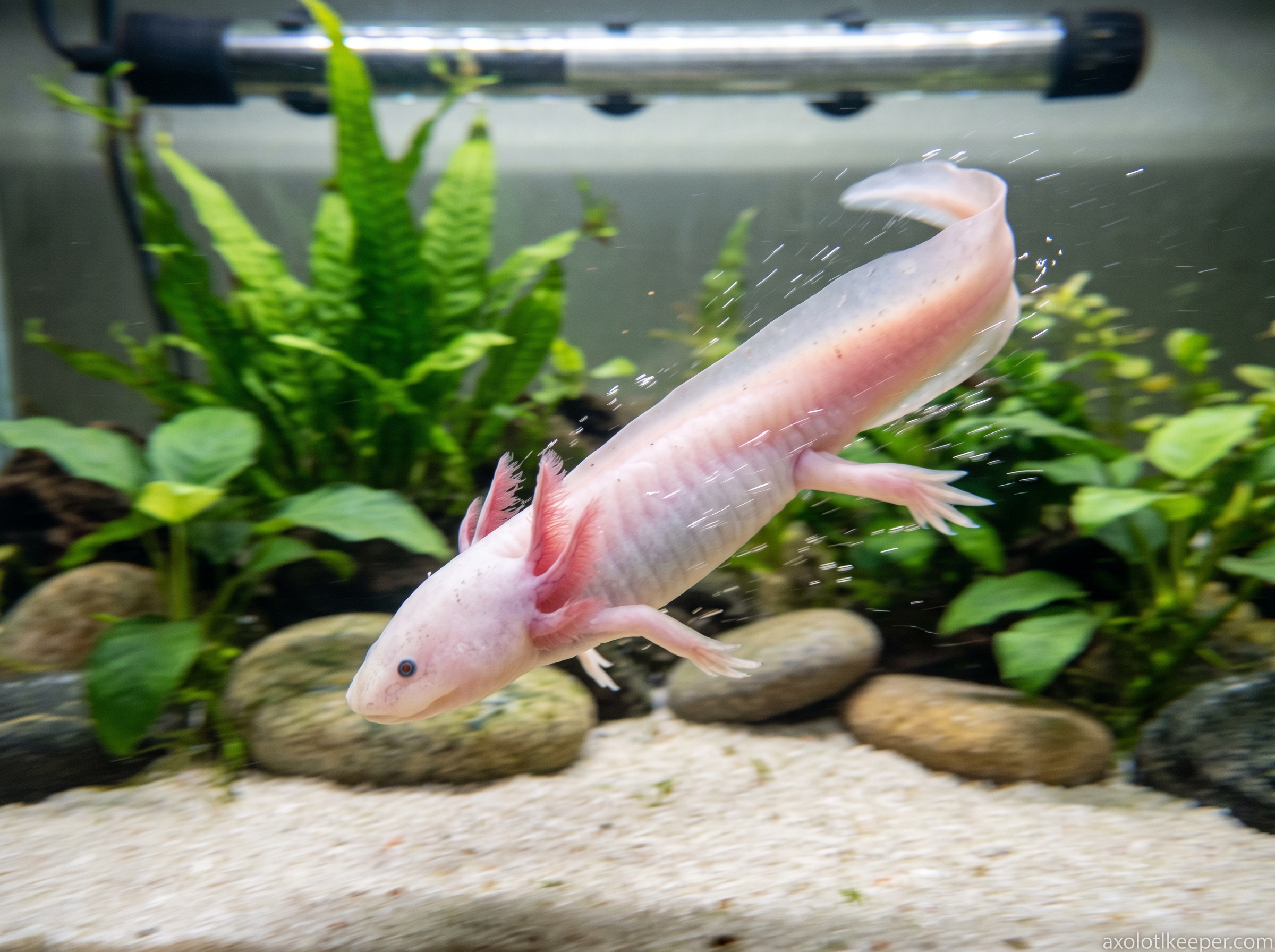 axolotl darting movement