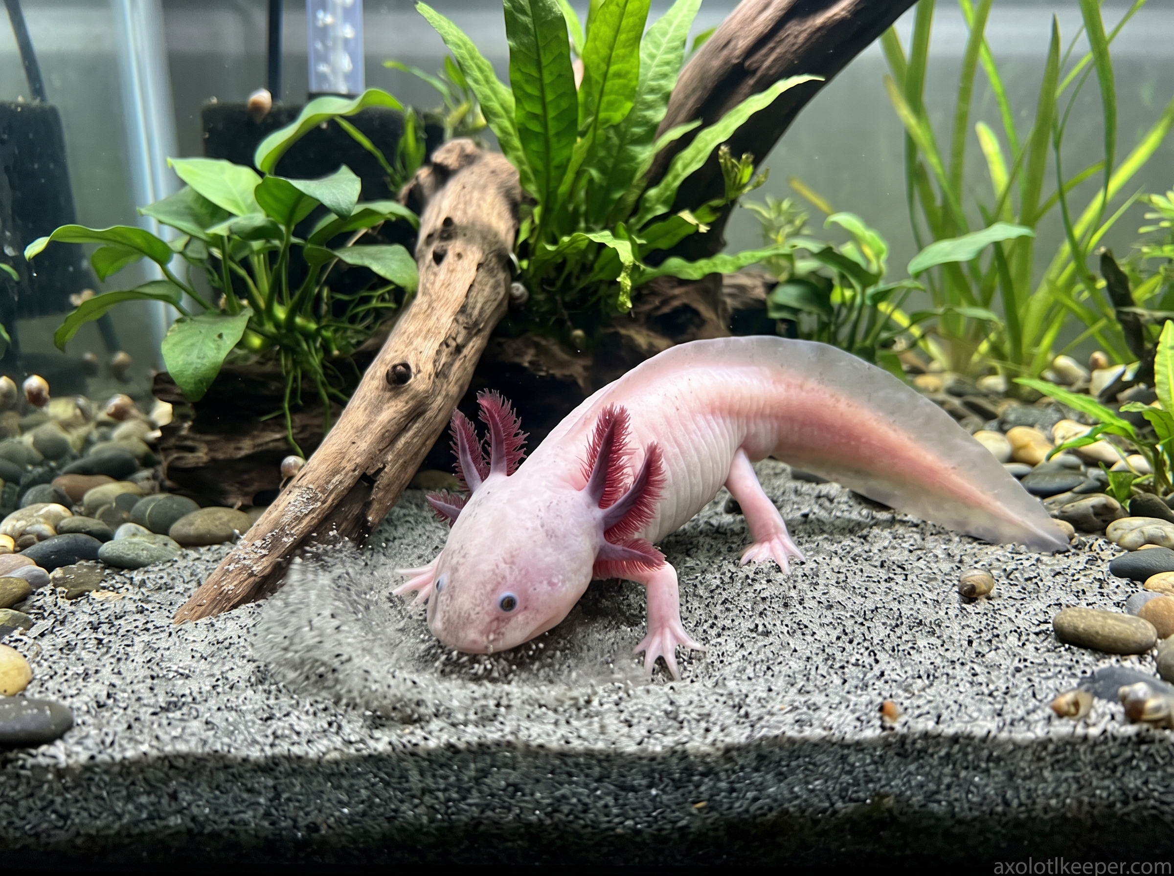 axolotl digging substrate