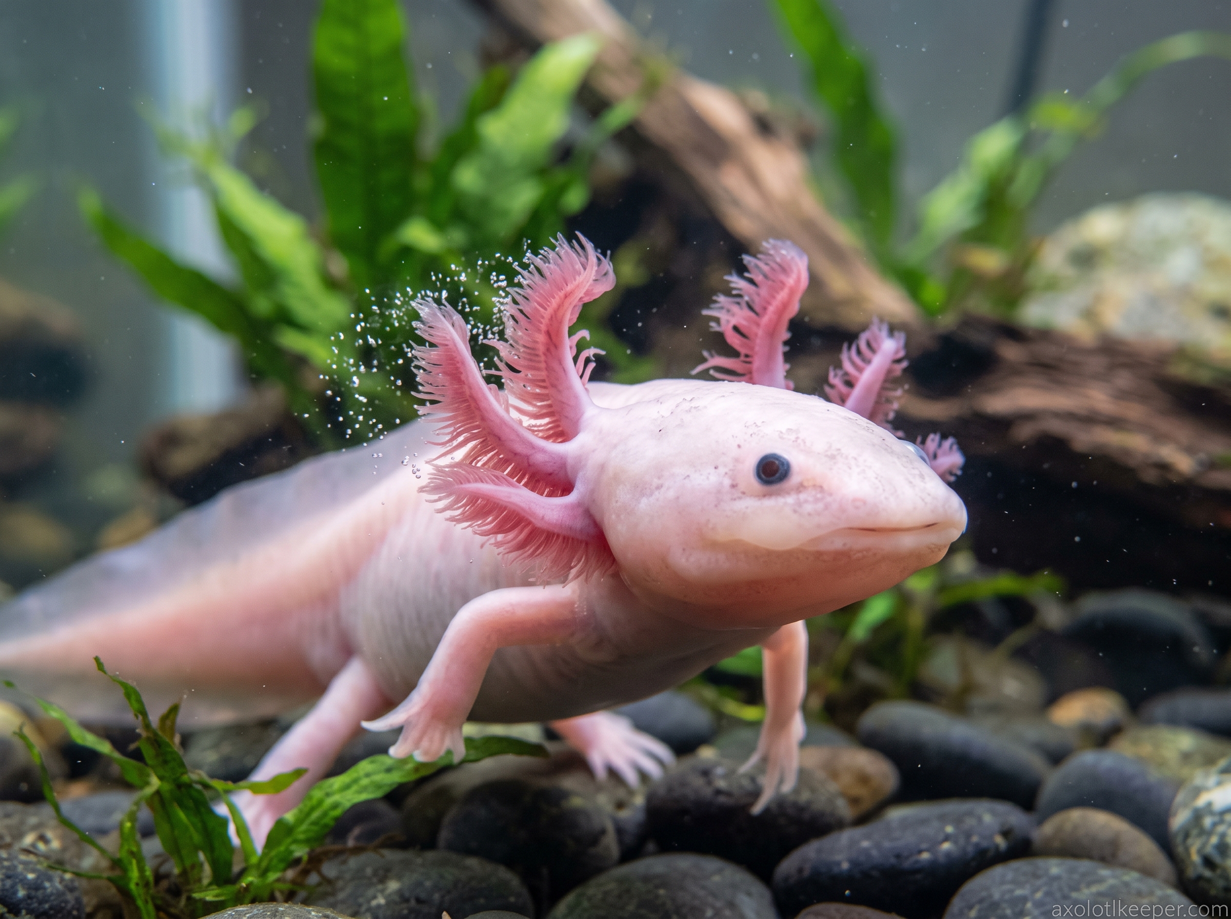 axolotl flicking gills