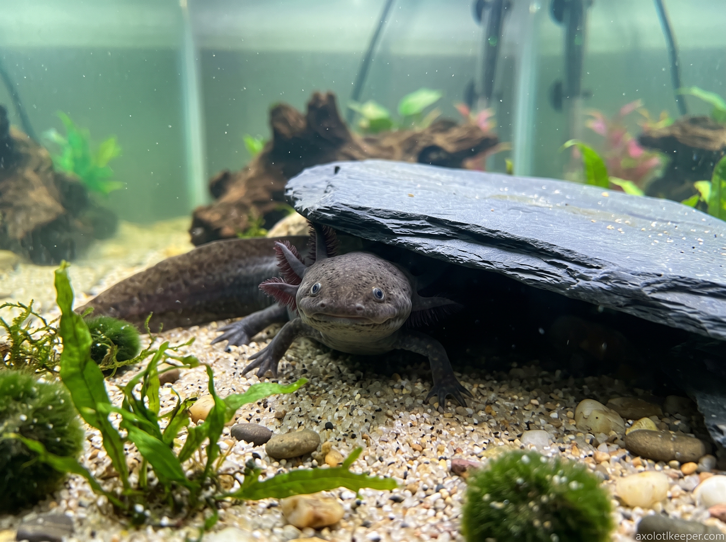axolotl hiding behavior