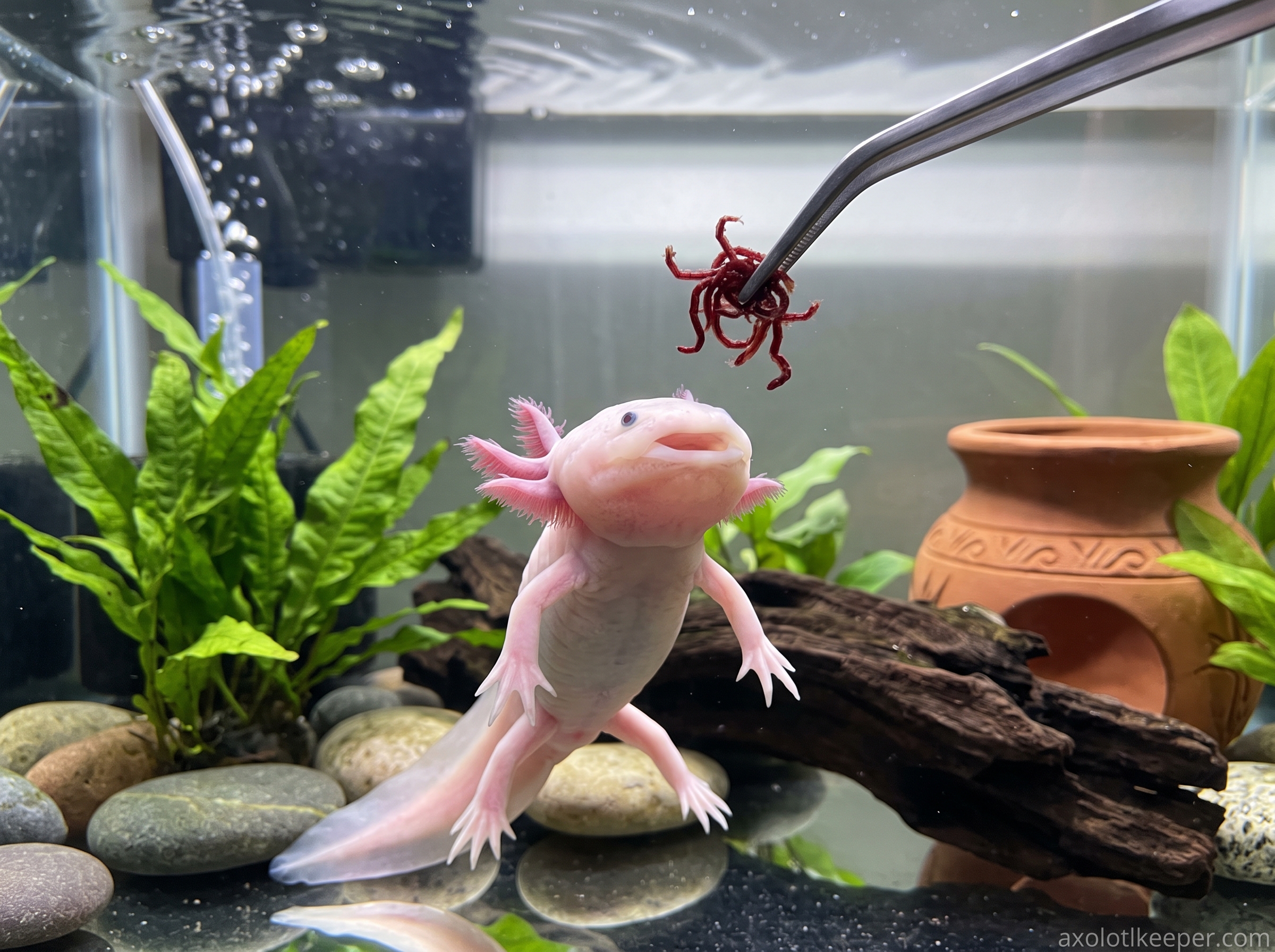 axolotl responds to feeding time