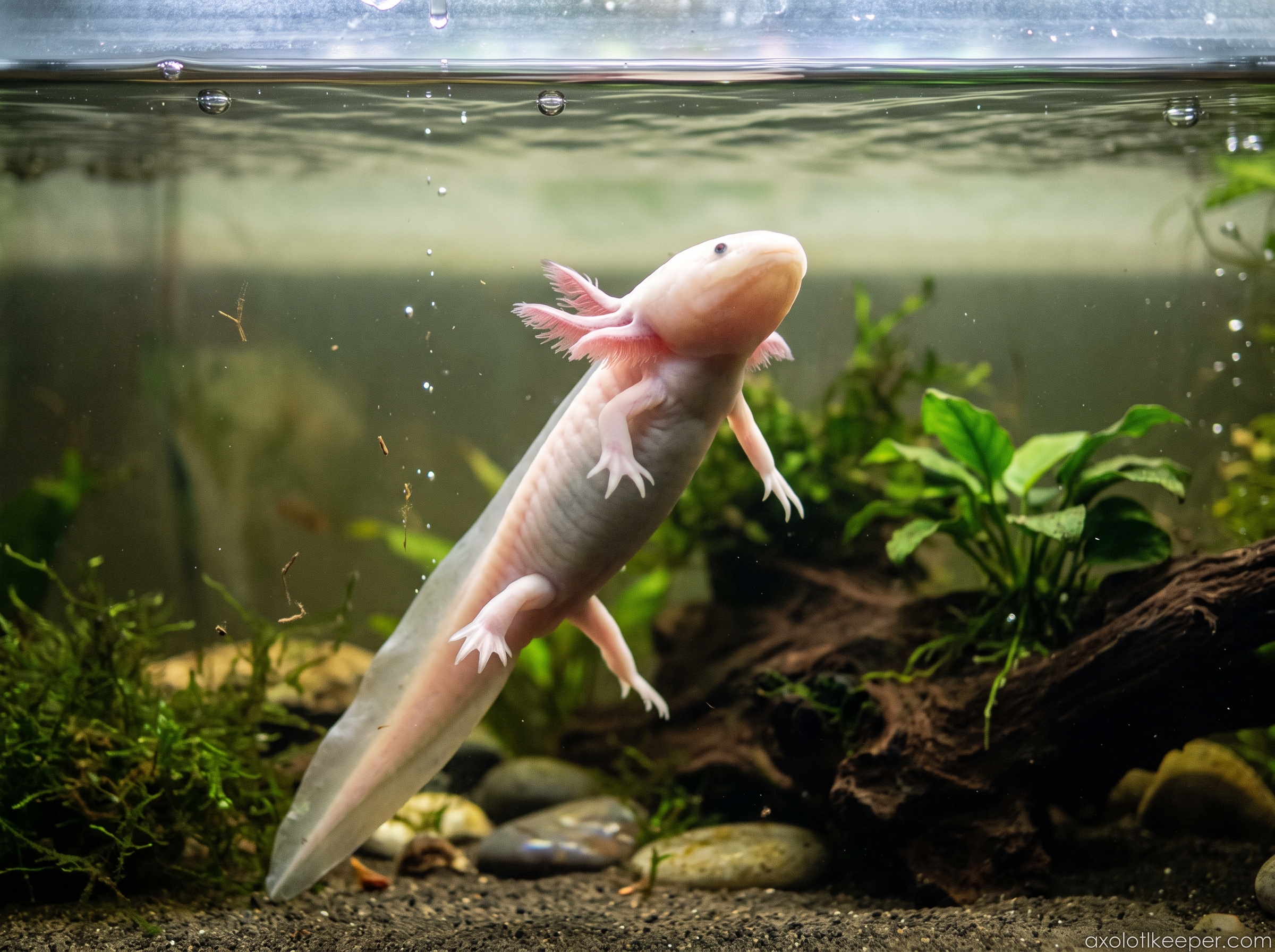 axolotl swimming to surface