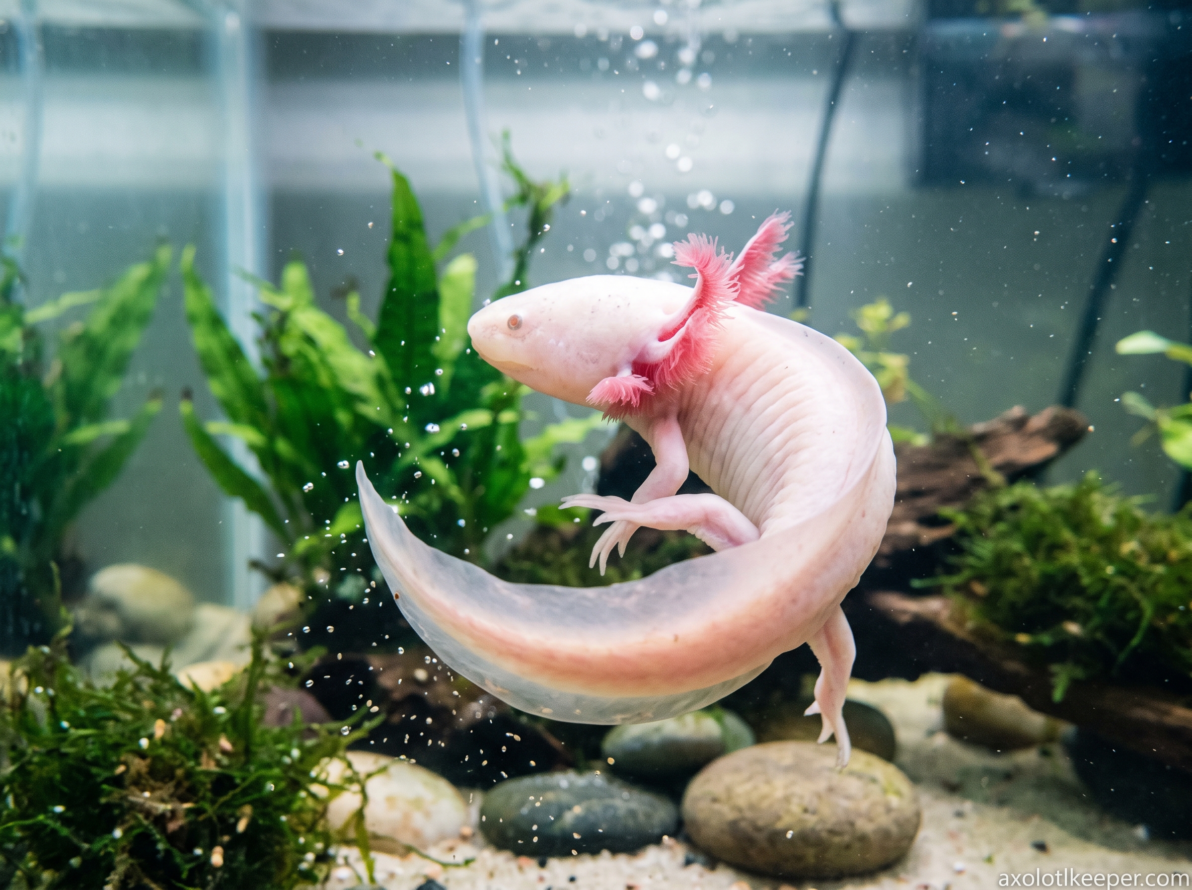 axolotl twirling in water