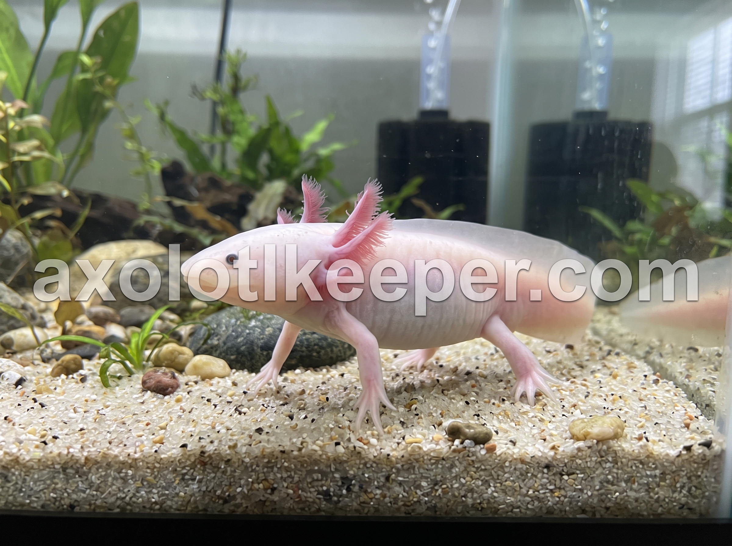 axolotl walking on tank floor