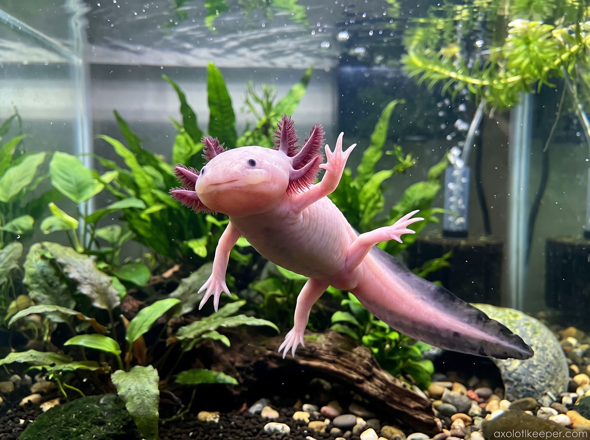 axolotl waving legs