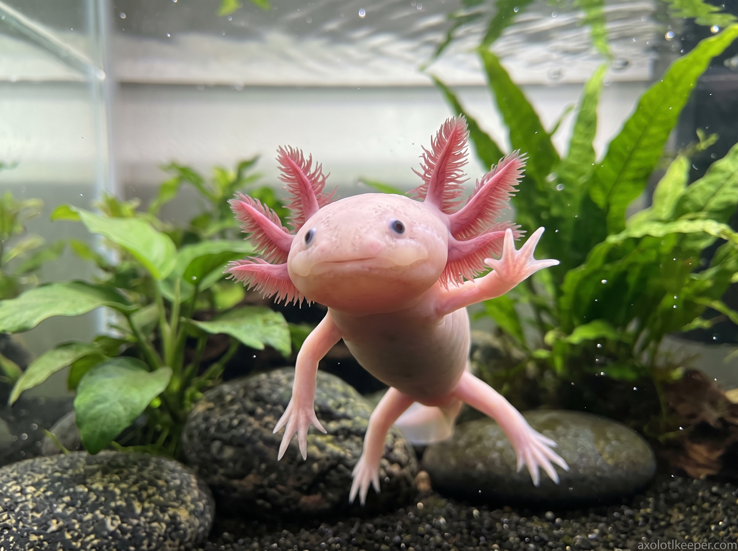 axolotl waving legs