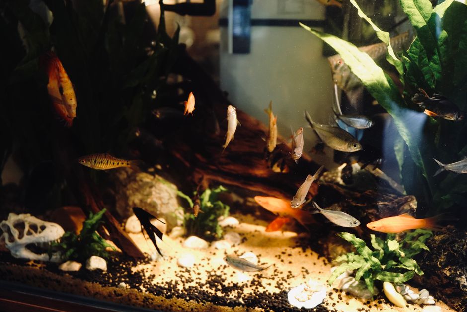 best filter for axolotl tank