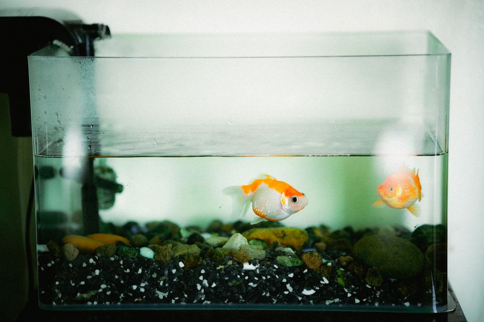 best filter for axolotl tank