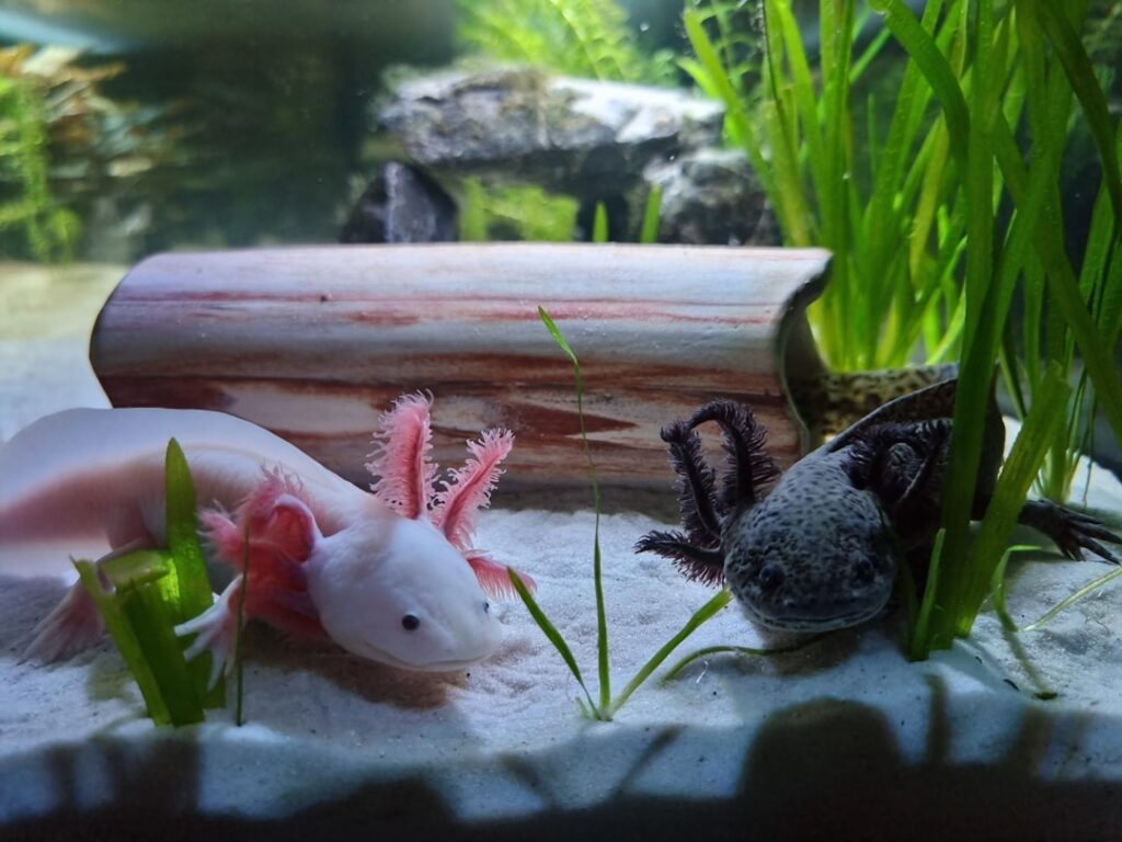cooling axolotl tank water