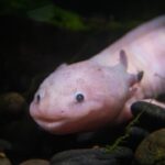 sponge filter axolotl