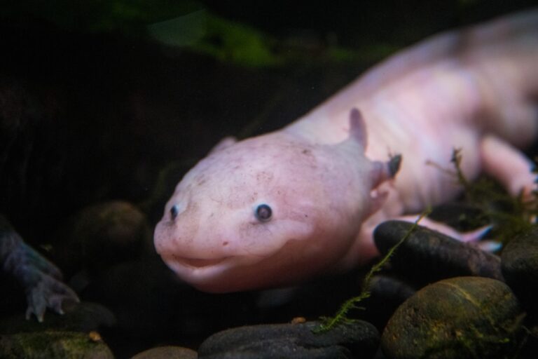 sponge filter axolotl