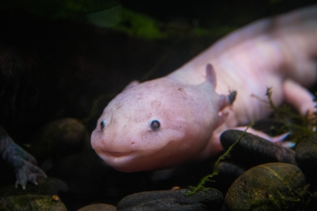 sponge filter axolotl