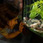 best filter for axolotl tank