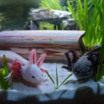 axolotl water flow sensitivity