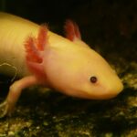 filter flow rate axolotl