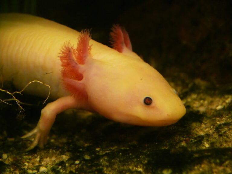 filter flow rate axolotl