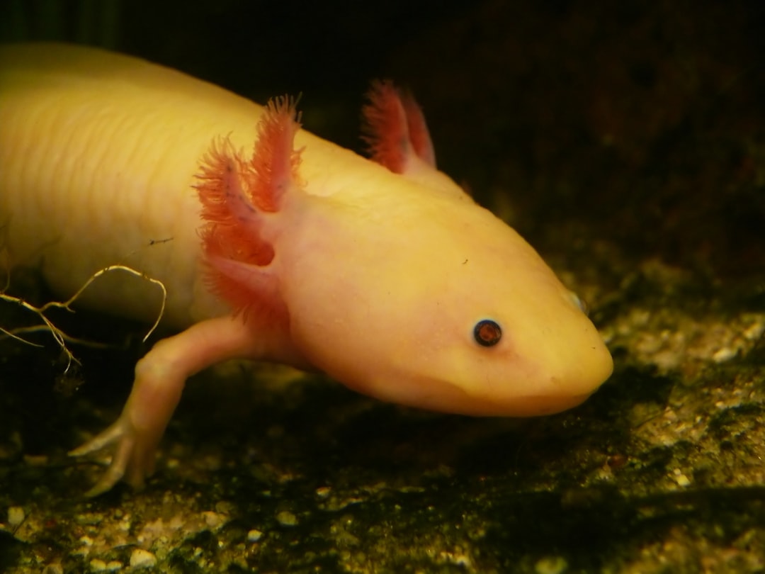 how often to change axolotl water