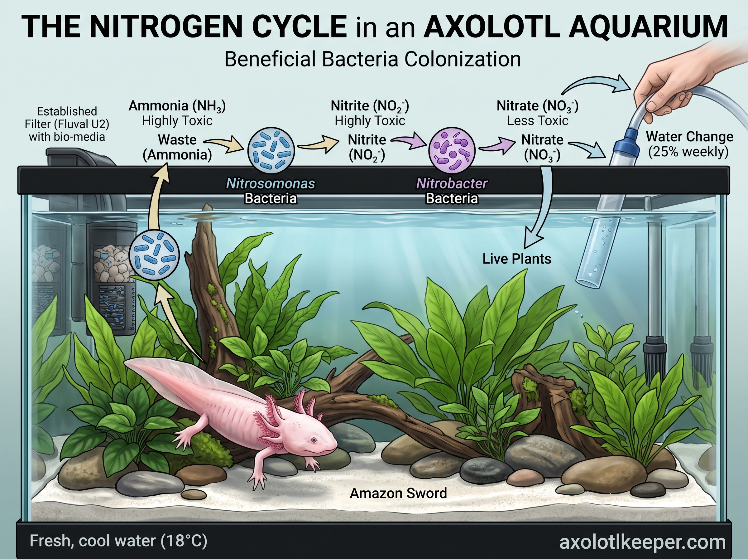 nitrogen cycle axolotl tank