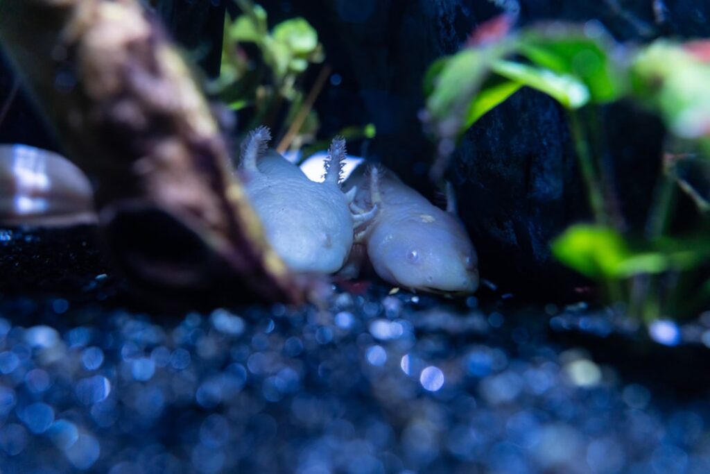tap water safe for axolotl