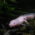 axolotl filter setup