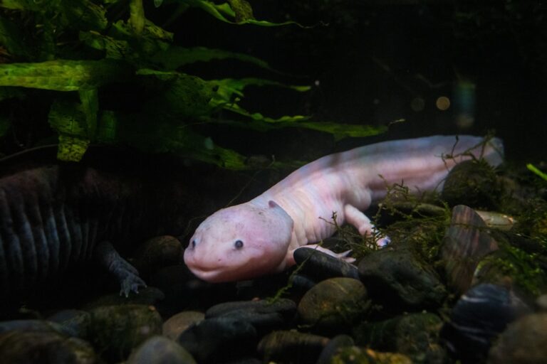 axolotl filter setup