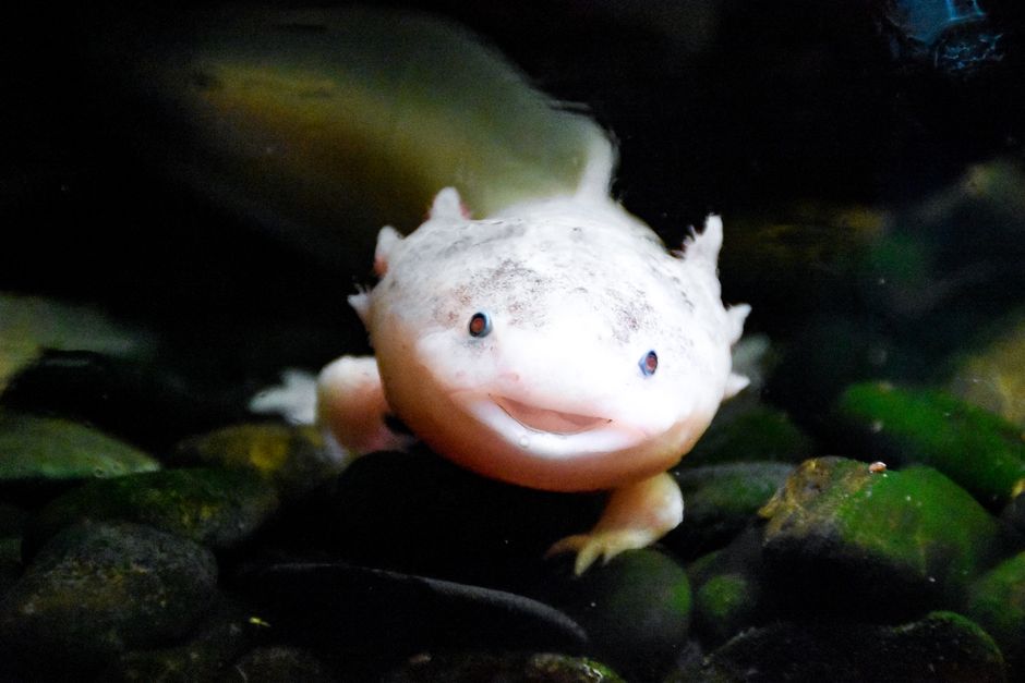axolotl slow movement causes